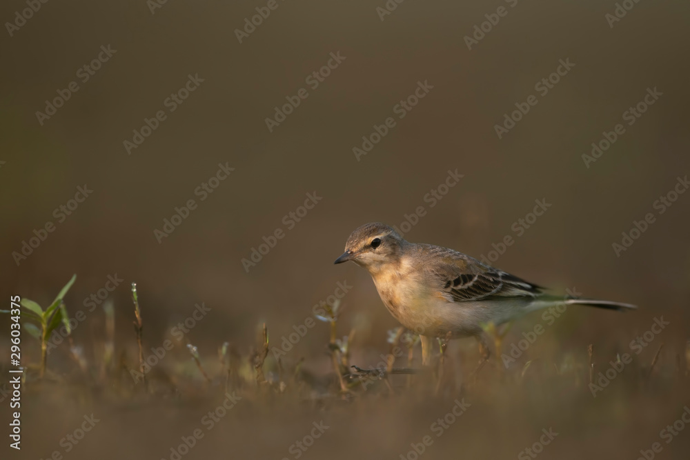 Obraz premium The wagtail searching for food in morning