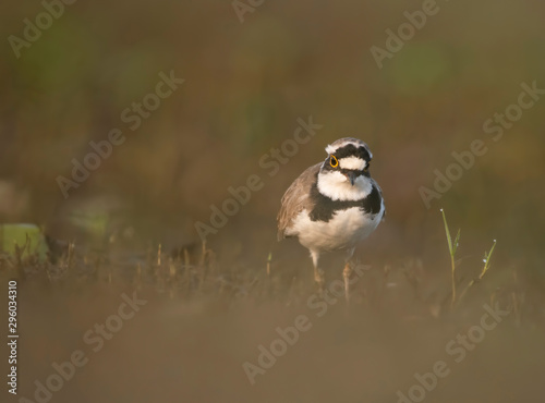 Little ringed plover