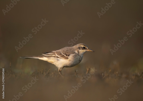 The wagtail in morning