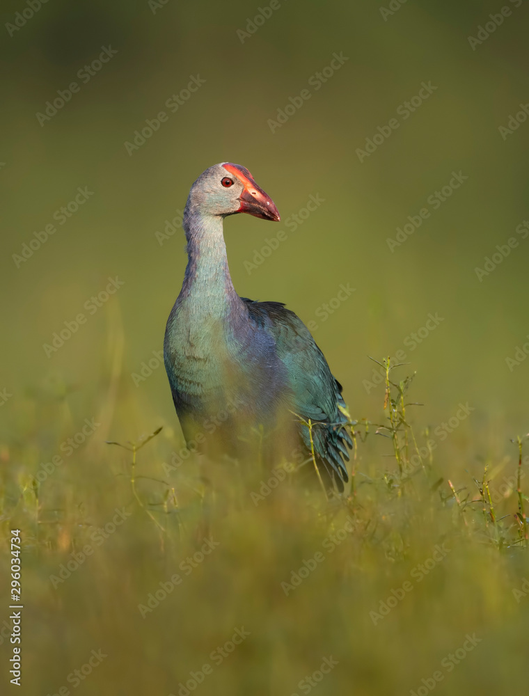 Fototapeta premium Grey-headed swamphen in morning