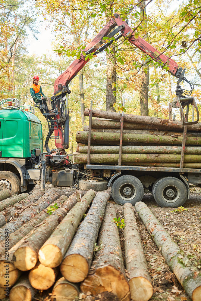 Obraz premium Langholz wird mit dem Forstkran verladen