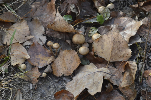 mushrooms in autumn foliage on the ground in the forest
