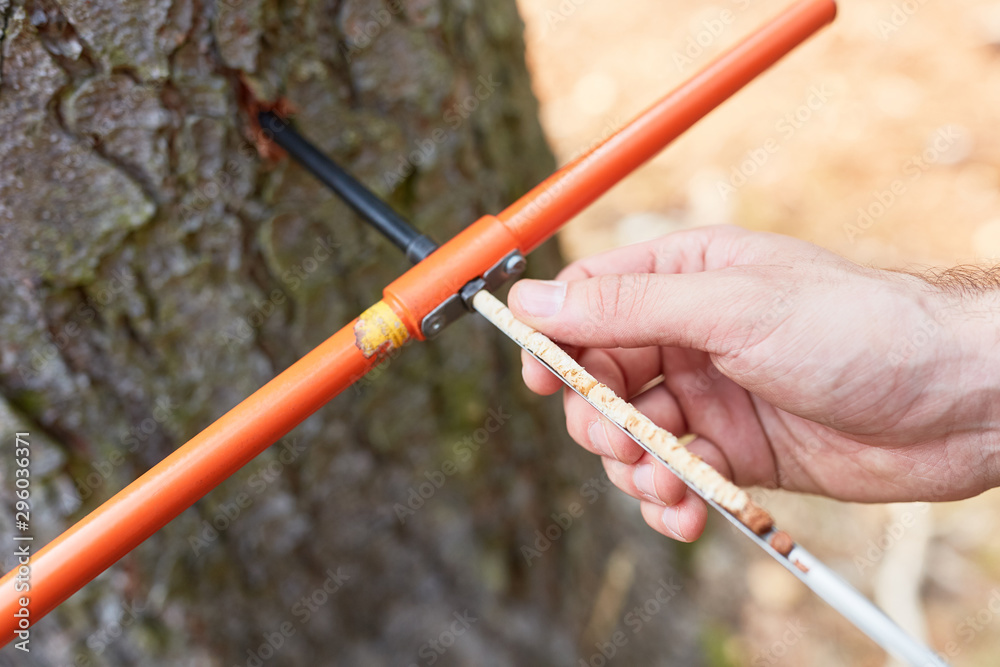Hand prüft mit dem Zuwachsbohrer die Holzfeuchte Stock Photo Adobe Stock