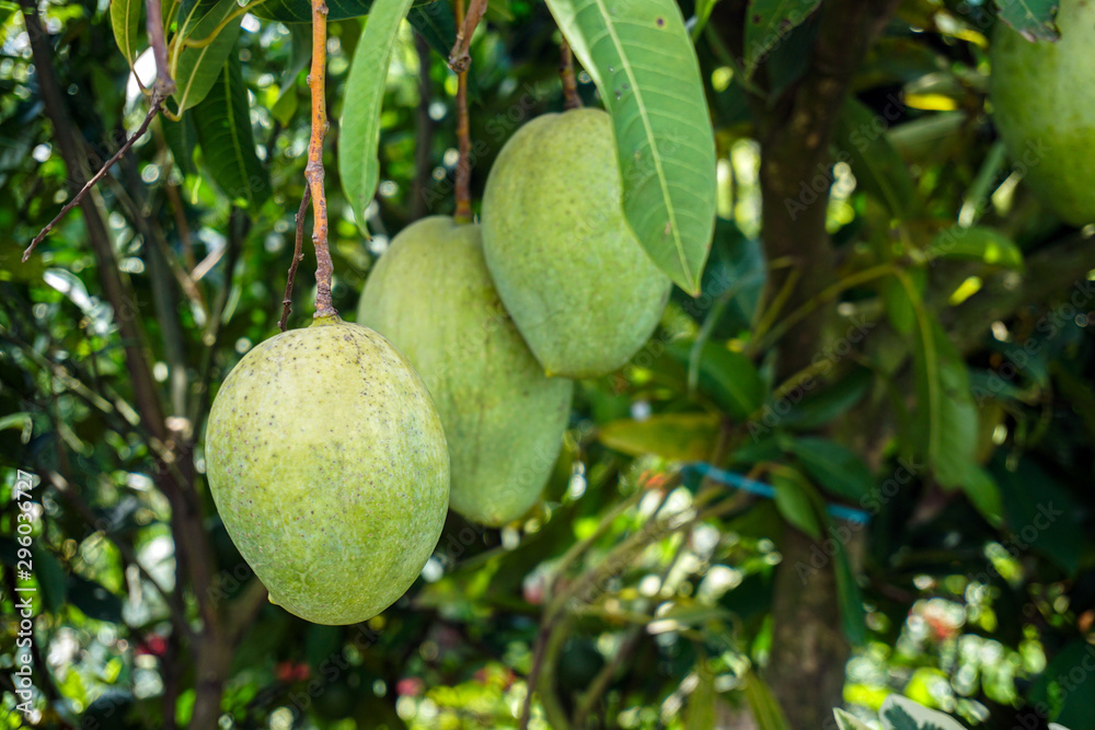 Large mango rows in the mango garden. This is a business garden. Raw mango pickles are a favorite of all.