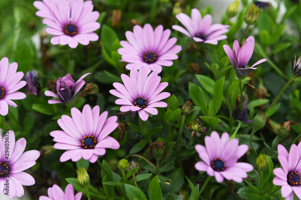 Fototapeta premium 紫色の花