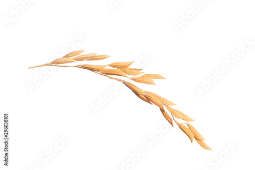 Paddy rice on white background. ears of paddy rice