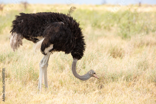 Male ostrich standing in the grass and grazing, Etosha, Namibia, Africa