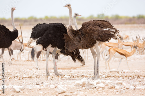 Ostriches standing in a stony and barren landscape with antelopes in the background, Etosha, Namibia, Africa
