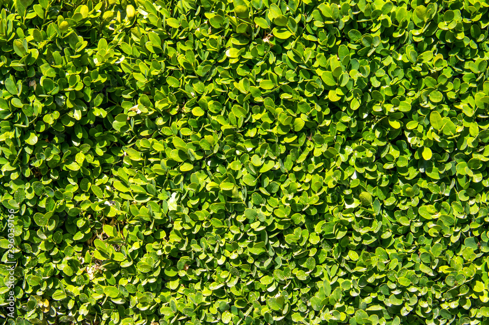 Haie de feuillage Haie de feuillage