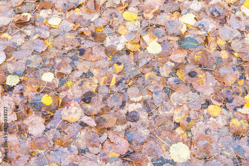 The autumn background or texture of birch, elm, poplar, maple and alder leaves of brown, yellow, red, orange colores on the asphalt pavement in the forest on in the park way after rain The autumn background or texture of birch, elm, poplar, maple and alder leaves of brown, yellow, red, orange colores on the asphalt pavement in the forest on in the park way after rain