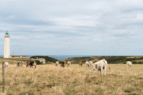 a herd of cows grazing on the Normandy coast with the Cap d'Antifer lighthouse in the background © makasana photo