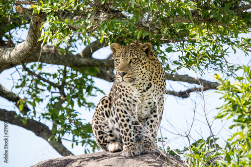 A large leopard sitting upright on a boulder. It is very attentive as it probably picked up the scent of it s prey.