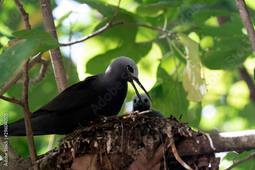 brown noddy bird cousin island seychelles photo