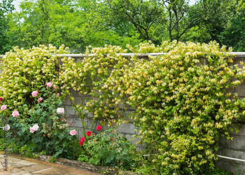 Fototapeta Naklejka Na Ścianę i Meble -  Lonicera japonica blossoms on cement wall