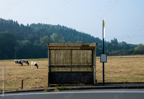 Bushaltestelle Wartehäuschen ÖPNV Verkehr Anbindung Kühe einsam verloren verlassen Lost Place Wartehäuschen Straße Sauerland Arnsberg Voßwinkel Landstraße  photo