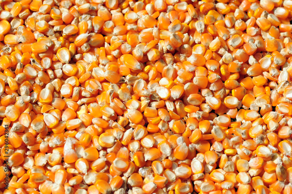 Yellow corns as background. texture, pattern Yellow corns as background. texture, pattern