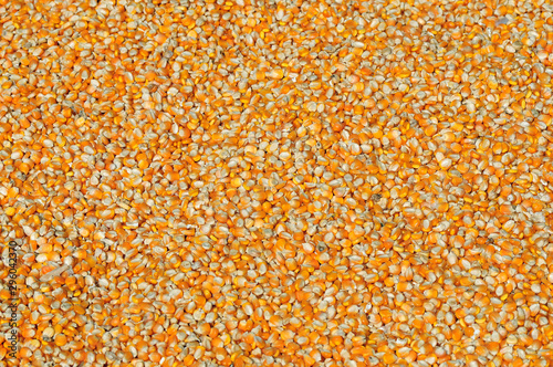 Yellow corns as background. texture, pattern