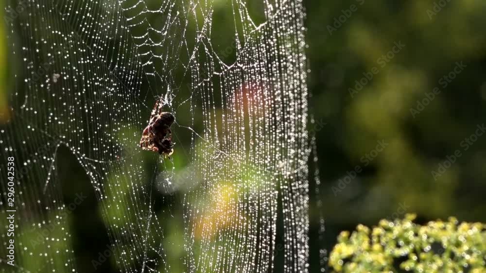 Weaving Insects Stockvideon Web in dew drops.Spider in the morning sun.Web weaving.The ...