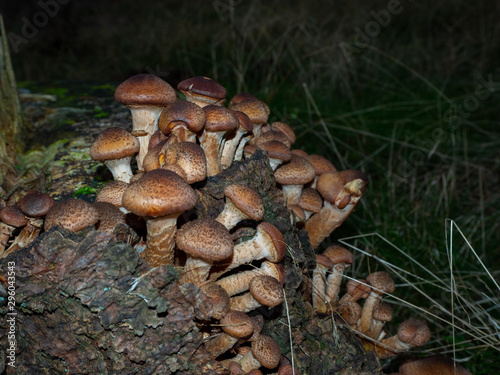 Group of armillaria on forest ground photo