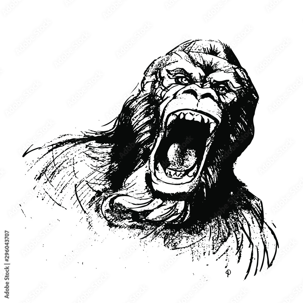  Hand drawn Monkey. Natural colors. Illustration. Isolated on white background