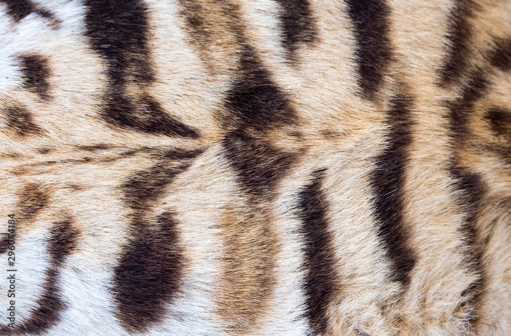Tiger hide hunting trophy Tiger hide hunting trophy