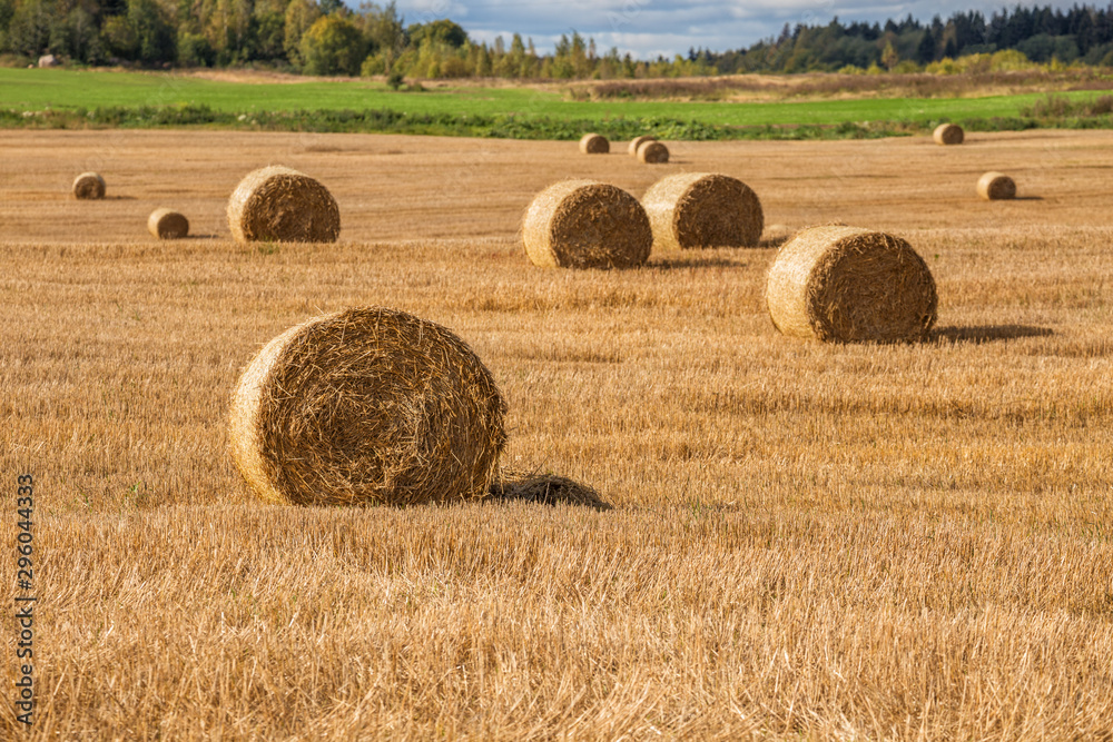 Autumn rural landscape