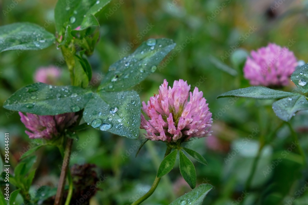 Pink flowers of Trifolium pratense, the red clover. It is widely grown as a fodder crop. Is used in traditional medicine of India. The flowers often are used to make jelly and tisanes. Pink flowers of Trifolium pratense, the red clover. It is widely grown as a fodder crop. Is used in traditional medicine of India. The flowers often are used to make jelly and tisanes.