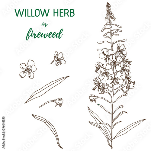 Willow Herb vector set. Chamerion angustifolium, fireweed, rosebay hand drawn botanical illustration. Health and nature set of medical plant for design package tea. photo