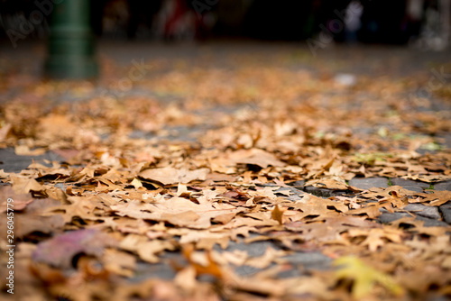 Leaves on ground selective focus - autumn concept