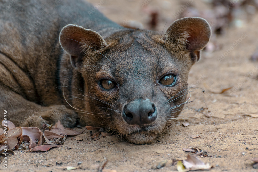 The detail of fossa ((Cryptoprocta ferox). Unique endemic species from Madagascar The detail of fossa ((Cryptoprocta ferox). Unique endemic species from Madagascar