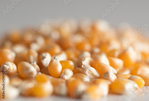 yellow corn on white background