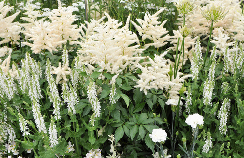 Photos Flowering perennial garden plants in the white herbaceous border