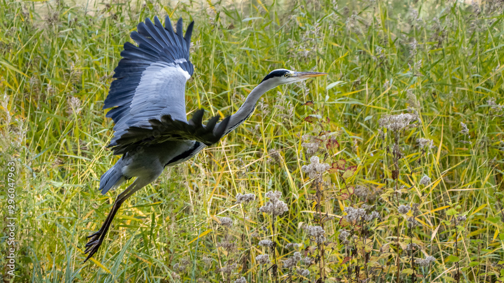 Naklejka premium Fischreiher