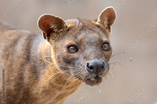 The detail of fossa ((Cryptoprocta ferox). Unique endemic species from Madagascar