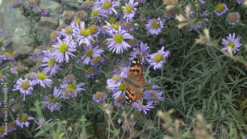 Red admiral butterfly sitting on blue Aster flower (Tartarian Aster), close-up.