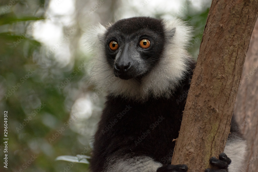 Naklejka premium Black-and-white ruffed lemur (Varecia Variegata).Endemic Madagascar.