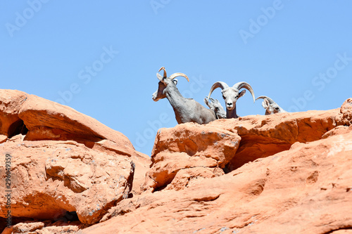 Dickhornschafe in Nevada, Valley of Fire