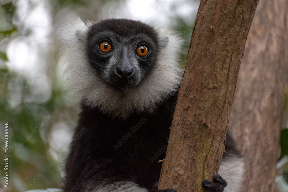 Obraz premium Black-and-white ruffed lemur (Varecia Variegata).Endemic Madagascar.