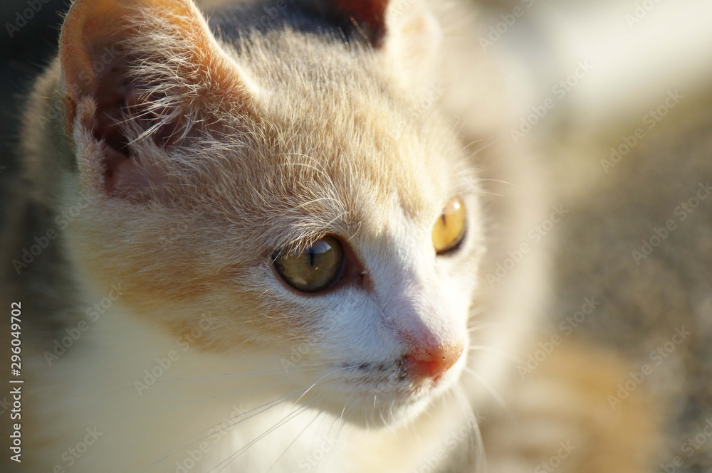 子猫のアップ 子猫のアップ