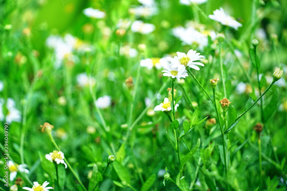 White flower on green fresh natural background. White flower on green fresh natural background.