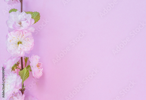 Violet paper blank and beautiful flowers of almond plant on it.