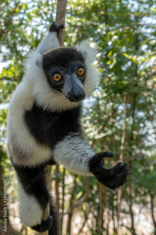 Fototapeta premium Black-and-white ruffed lemur (Varecia Variegata).Endemic Madagascar.
