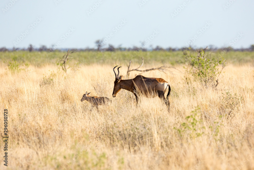 Red hartebeest (Alcelaphus caama) with her little calf walking through high grass, Etosha, Namibia, Africa
