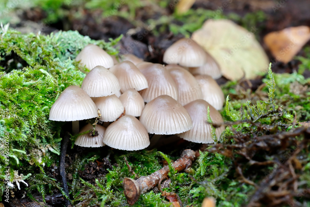 Kleine Pilze auf einem bemoosten Baumstamm Kleine Pilze auf einem bemoosten Baumstamm