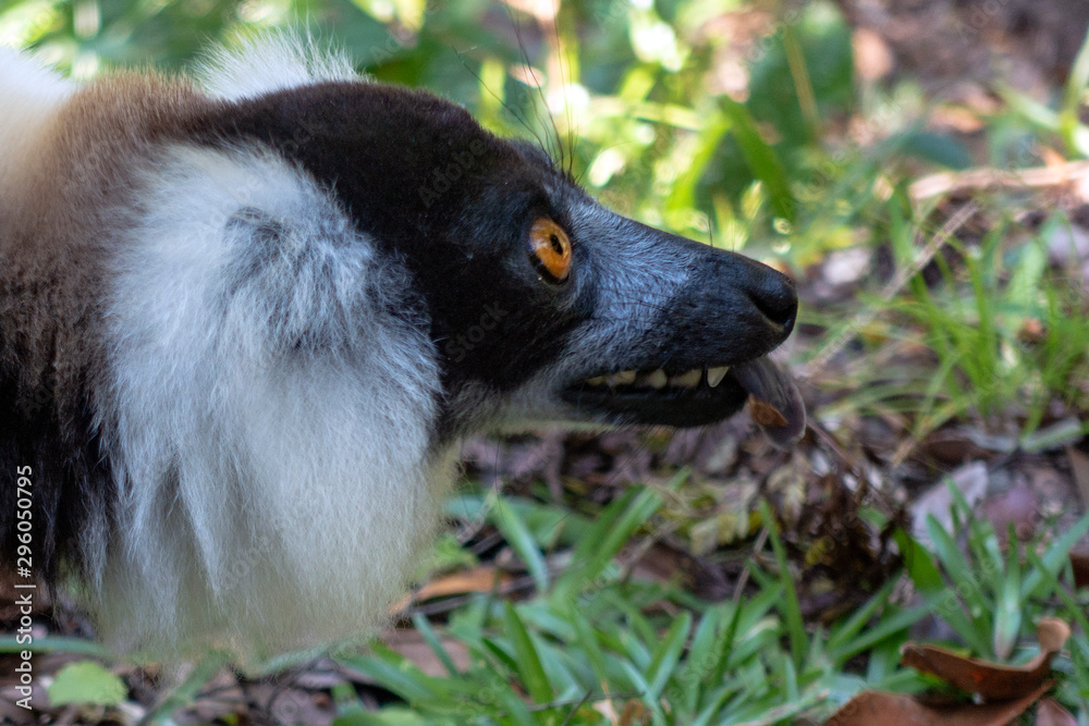 Obraz premium Black-and-white ruffed lemur (Varecia Variegata).Endemic Madagascar.