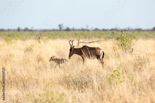 Red hartebeest  Alcelaphus caama  with her little calf walking through high grass  Etosha  Namibia  Africa