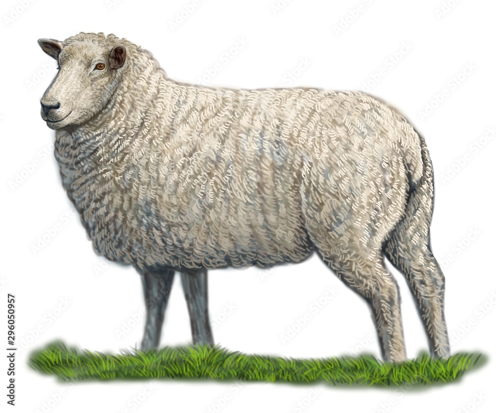 Obraz premium Sheep, farm animals illustration, art on isolated white background