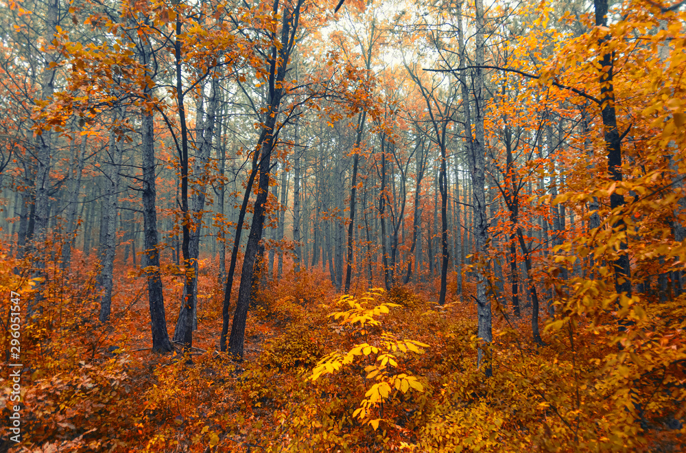 colorful autumn forest