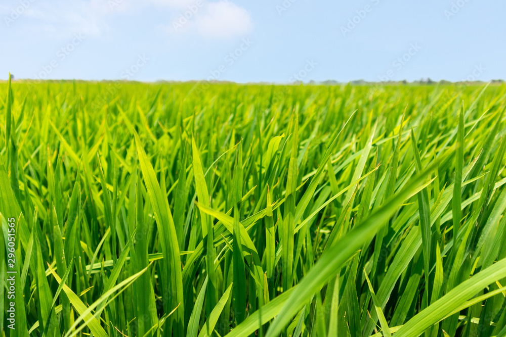 Obraz premium Close up green paddy rice field grass with blue sky landscape background. feel relax and calm Concept. Copyspace and background.