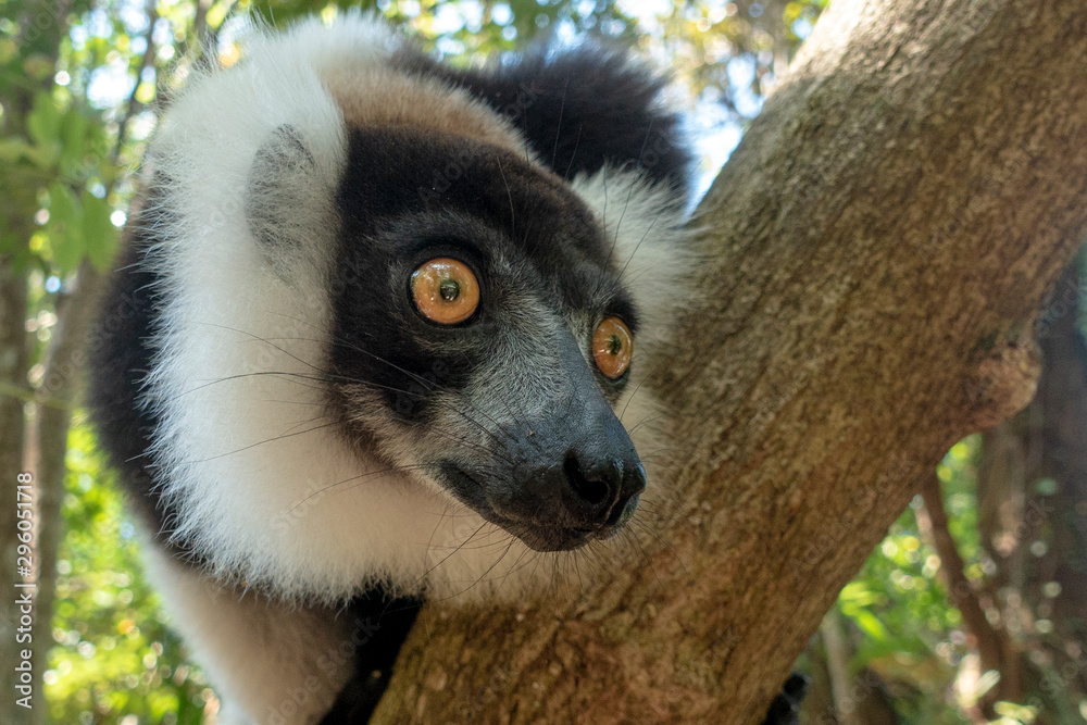 Obraz premium Black-and-white ruffed lemur (Varecia Variegata).Endemic Madagascar.